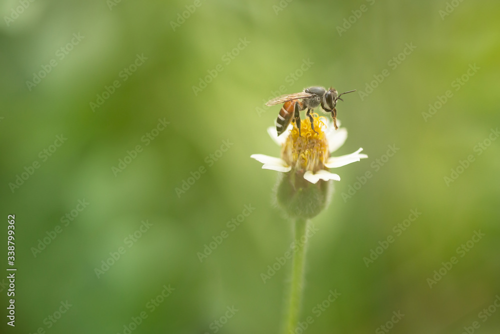 Macro flowers and insects Macro flowers and insects