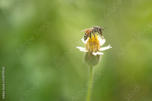 Macro flowers and insects © Kankrit