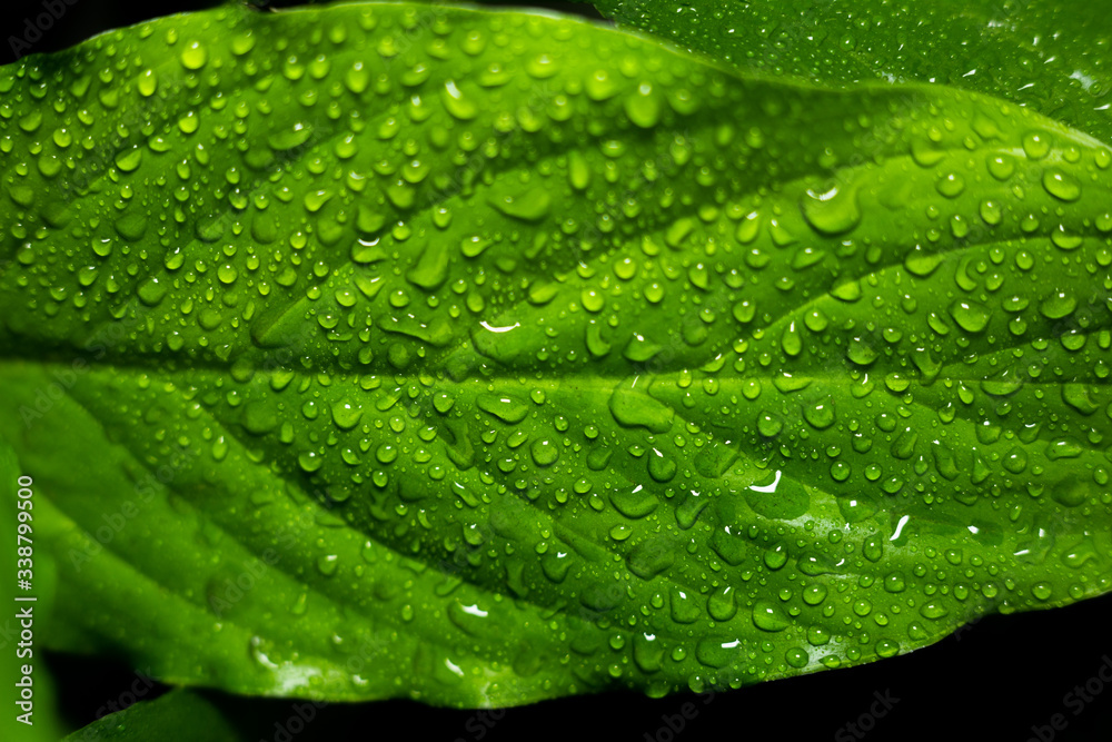 drops of water on large green leaves drops of water on large green leaves