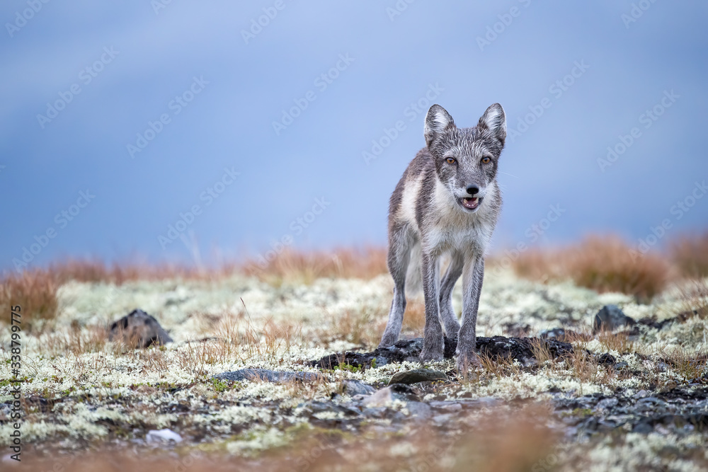 Arctic fox in Dovre mountains national park, Norway Arctic fox in Dovre mountains national park, Norway
