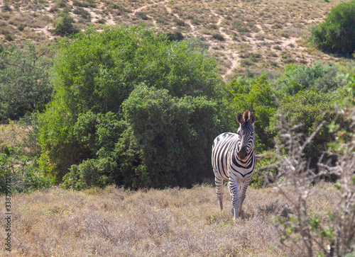 Zebra Addo National Park South Africa