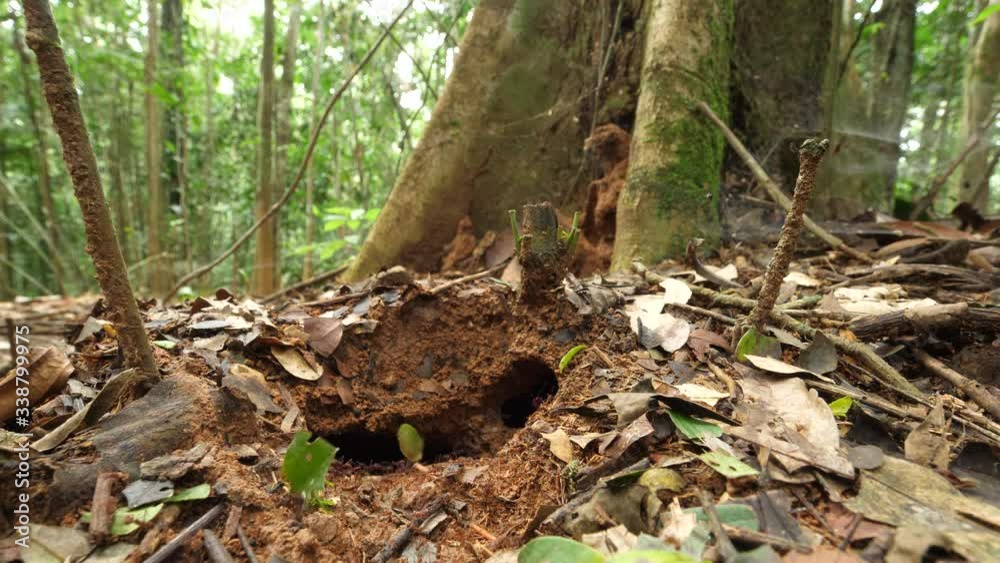 A trail of Leaf Cutter Ants (Atta sp.) disappearing into their nest hole in their natural habitat, pristine tropical rainforest near rio Tiputini in the Ecuadorian Amazon