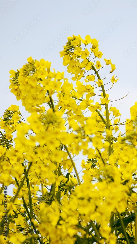 Obraz premium Field of beautiful yellow flowers. Bright rapeseed flowers close-up. Spring flowering backdrop. Botanical natural background. Farming and agriculture concept. Copy space. Selective focus image. 