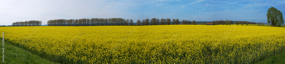 Fototapeta premium Großes Rapsfeld in der Normandie, Panorama