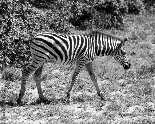 Zebra Addo National Park South Africa