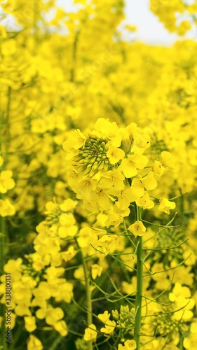 Field of beautiful yellow flowers. Bright rapeseed flowers close-up. Spring flowering backdrop. Botanical natural background. Farming and agriculture concept. Copy space. Selective focus image. 