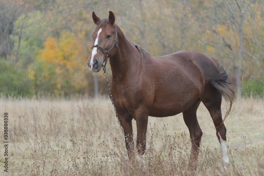 brown horse in the field brown horse in the field