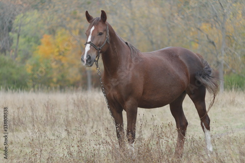 brown horse in the field
