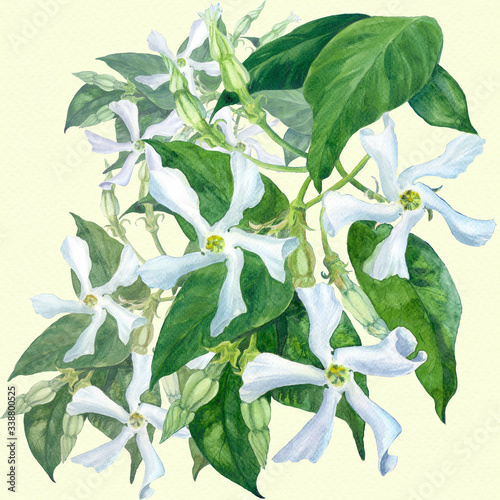 Jasmine flowers with leaves and buds - watercolor. Seamless pattern. Trachelospermum jasminoides. Use printed materials, signs, objects, sites, maps, posters, postcards, packaging.