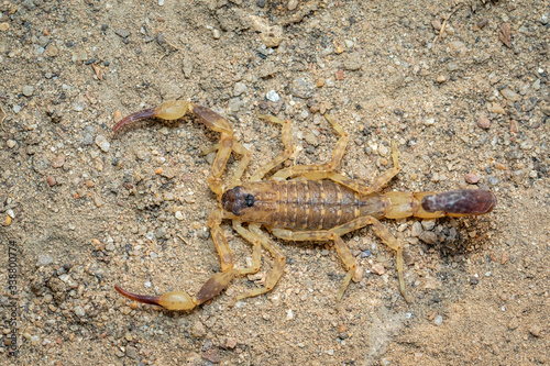 Image of brown scorpion on the ground. Insect. Animal.
