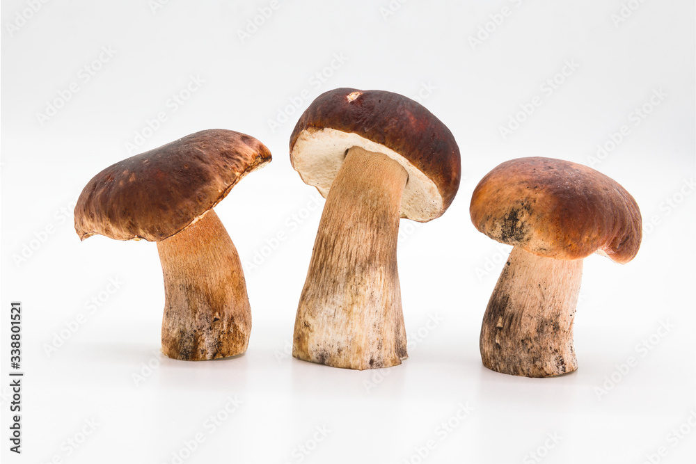 Boletus edulis isolated on background close up food health Boletus edulis isolated on background close up food health