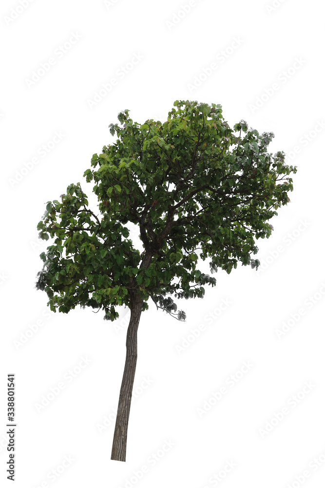tree isolated on white background. tree isolated on white background.