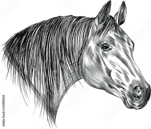 horse head black white with light mane profile sketch vector