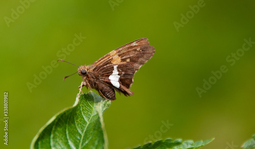 butterfly on a leaf