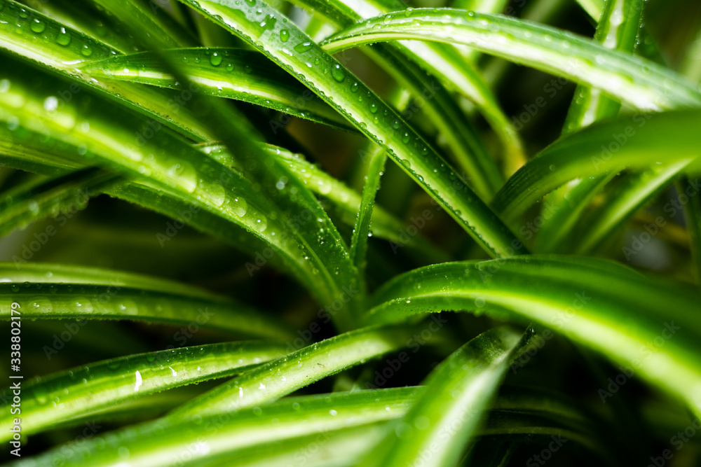 drops of water on the long leaves of an indoor flower drops of water on the long leaves of an indoor flower