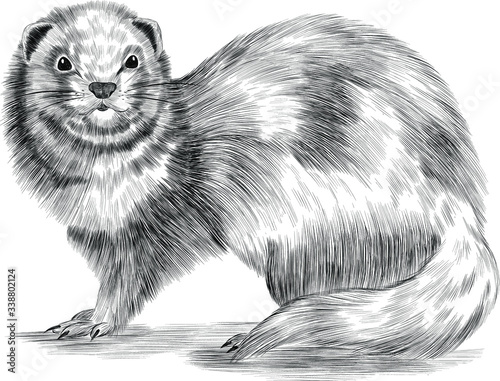 Groundhog vector black and white