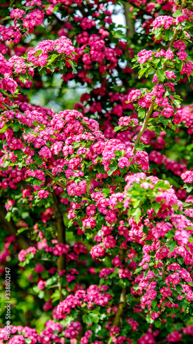 Wallpaper Mural kwiaty ogrodowe Torontodigital.ca