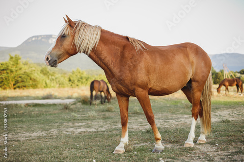 A brown horse stands sideways in a meadow with other horses in the background