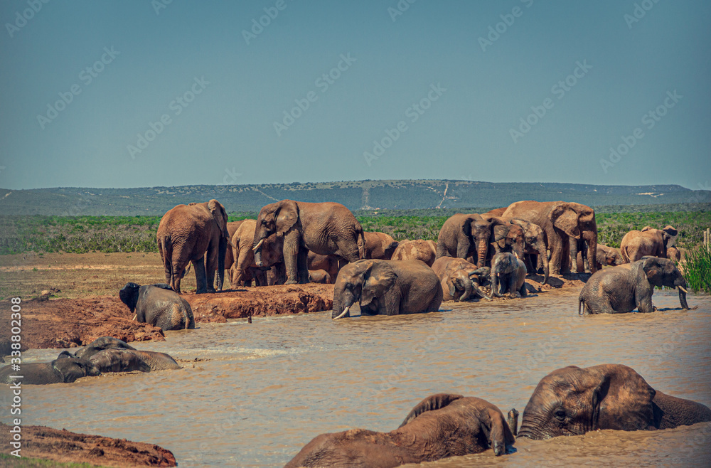 Elephants, bathing Addo National park South Africa Elephants, bathing Addo National park South Africa