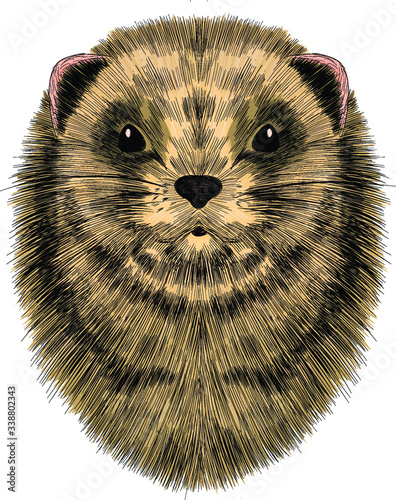 Groundhog head portrait of a cute vector