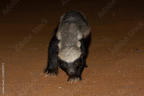 Night capture of an african honey badger.