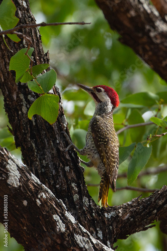 African woodpecker on a tree.