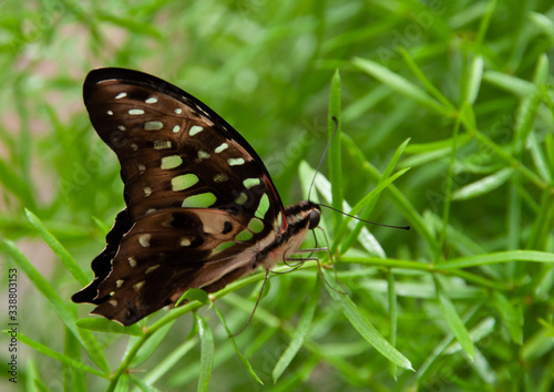 butterfly on the grass