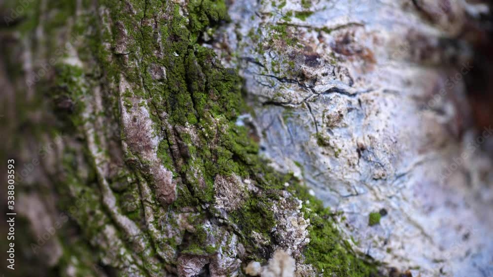 Macro slider video of a needle tree bark with moss at the edge of a hole 1