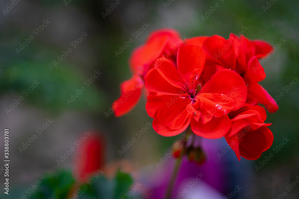 red flowers 
