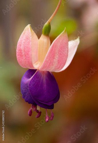 close up of fuchsia flower