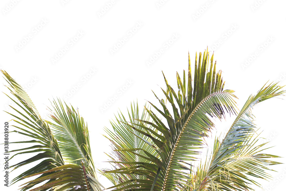 Natural white background leaf picture Natural white background leaf picture