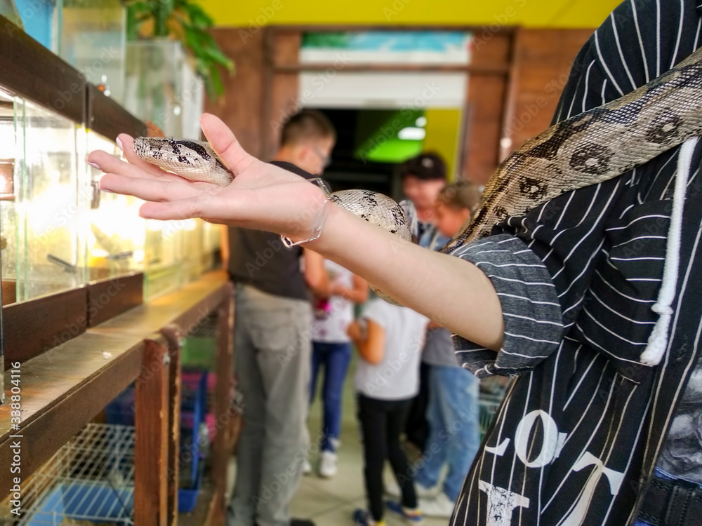 Fototapeta premium Dark pattern spotted snake crawling in woman hand in a contact zoo close up