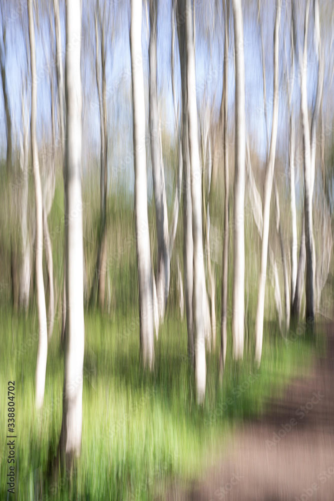 An abstract approach to a birch forest through a vertical panning