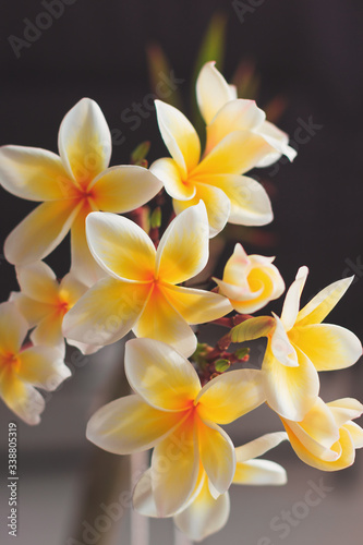 Plumeria white and yellow flower blooming on home garden