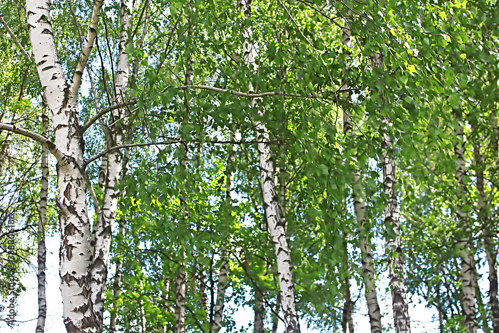 Fototapeta premium Birchwood