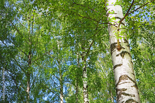 Birch forest with green foliage in the spring