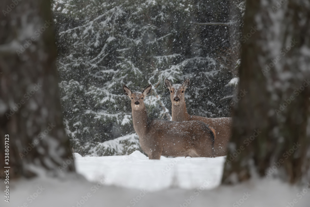 Two Curious Deer ( Cervus Elaphus ) Among Tree Trunks And Snowdrifts During The January Snowfall. Perfect Winter Wilflife Landscape In Natural Colors. Winter Wonderland With A Couple Graceful Doe.