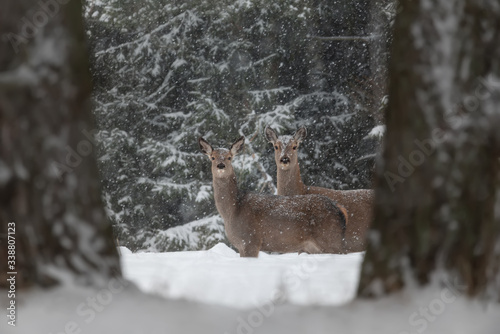 Obraz na płótnie Two Curious Deer ( Cervus Elaphus ) Among Tree Trunks And Snowdrifts During The January Snowfall. Perfect Winter Wilflife Landscape In Natural Colors. Winter Wonderland With A Couple Graceful Doe. w salonie