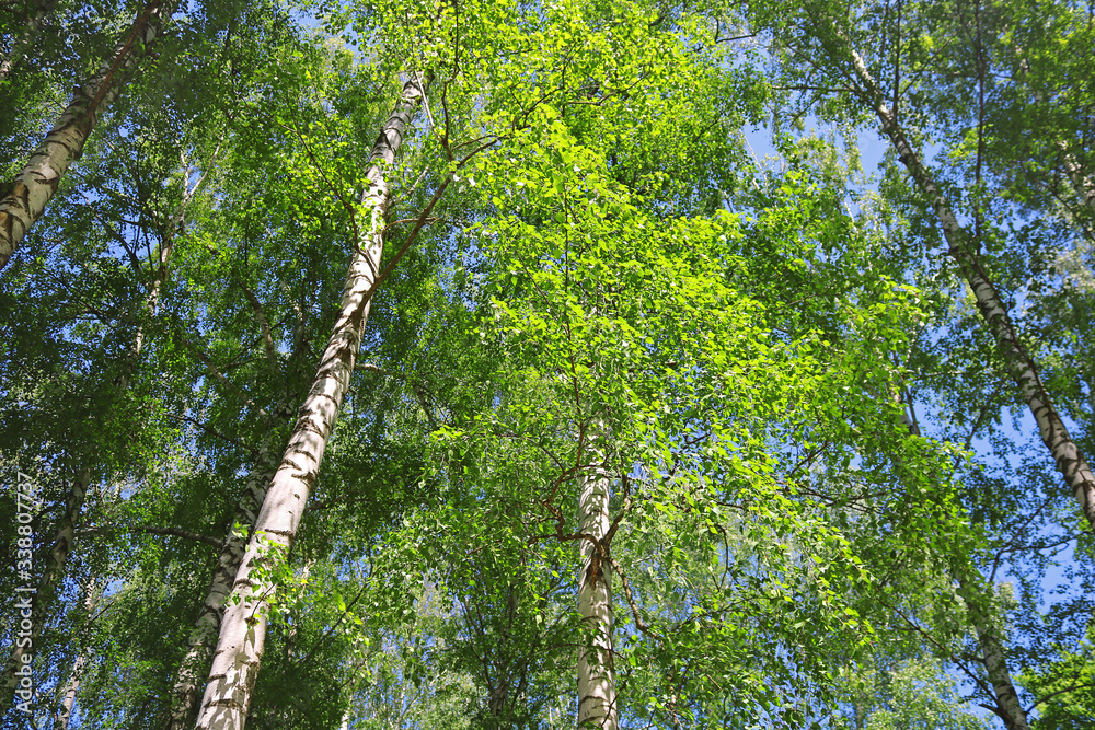 Fototapeta premium Birch forest with green foliage in the spring
