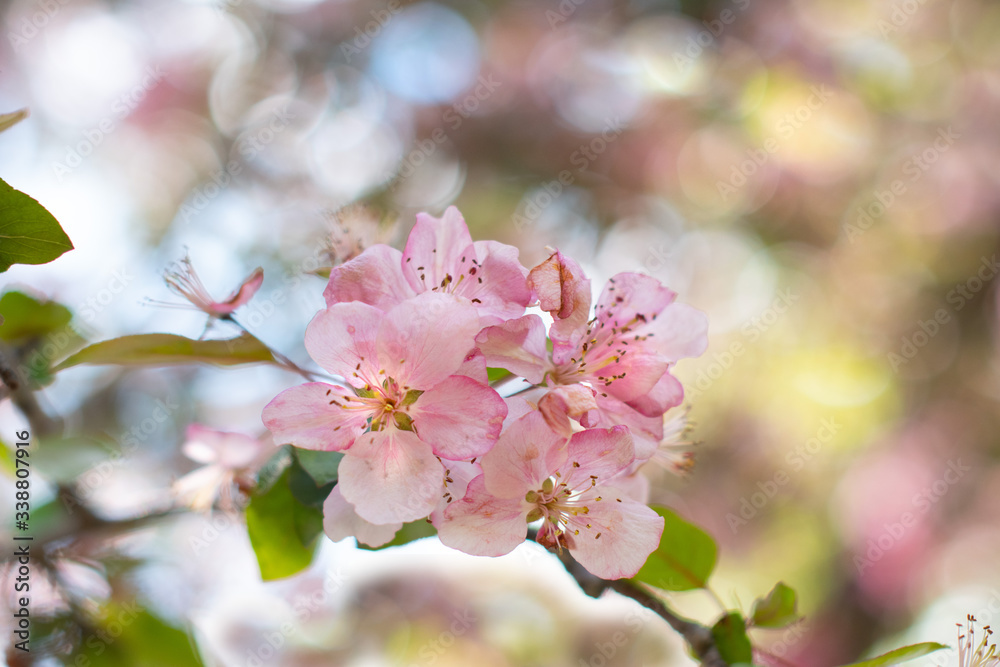 Crab apple blossom in spring