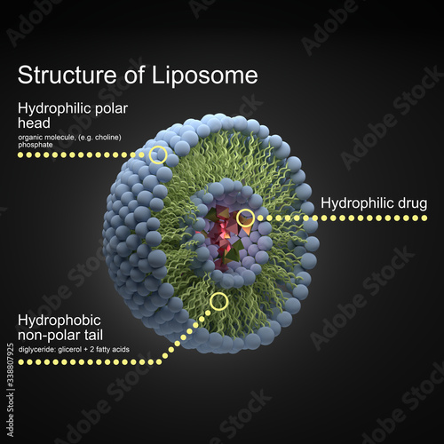 Structure of liposome