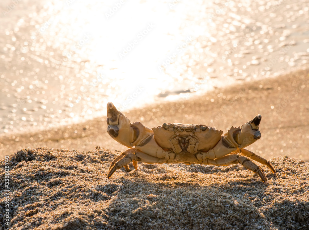 Cancer of the sand on the beach Cancer of the sand on the beach