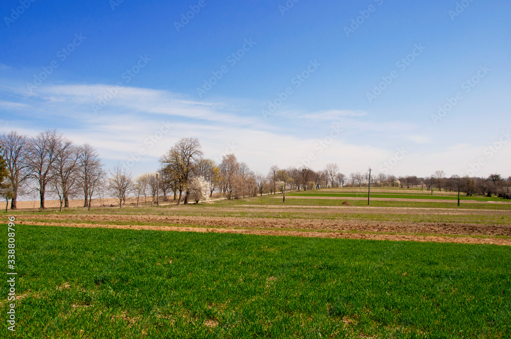 Naklejka premium Spring landscape. Landscape of winter wheat field, trees