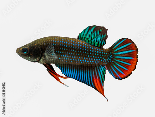 Multi-color or colorful of male.Siamese fighting fish was isolated and ready to fight on white background.