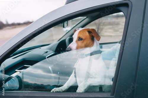 Jack russell terrier looks out of the car window.