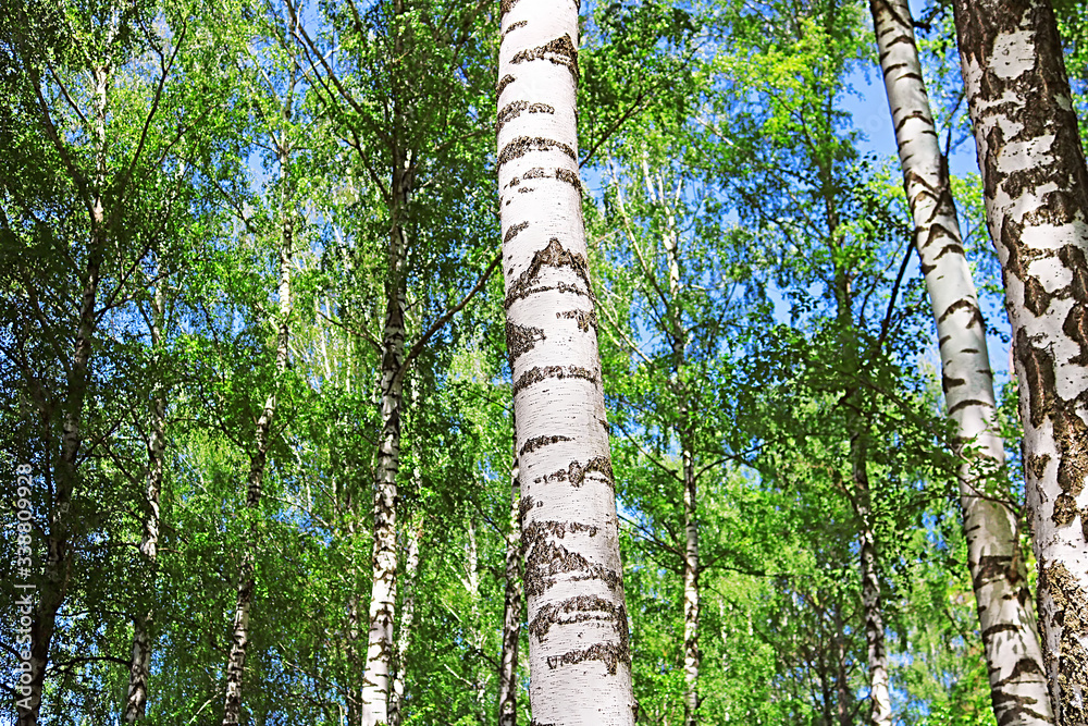 Fototapeta premium Birch forest with green foliage in the spring