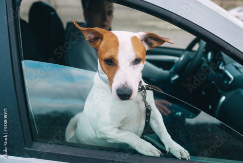 Dog sticking his head out of a car window