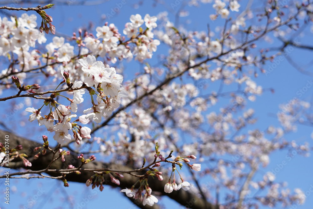 桜(満開、空、花見、春、卒業、入学など) 桜(満開、空、花見、春、卒業、入学など)