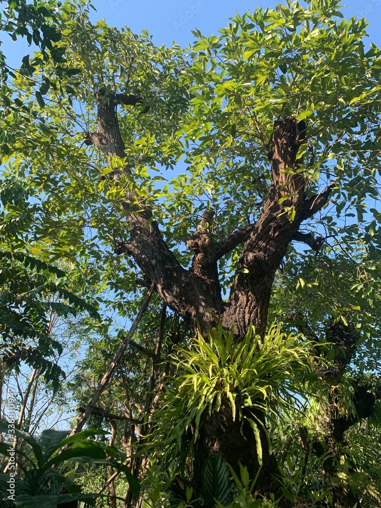 Fototapeta premium Beautiful big tree in the forest