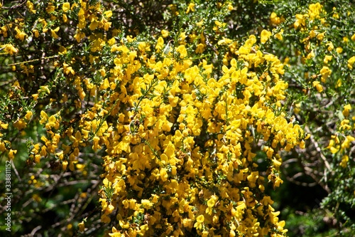 yellow flowers in the garden